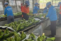 Chủ tịch HAGL (HAG): giá chuối tăng cao và hoàn nhập dự phòng giúp Kl99 nổ hũ cả năm có thể đạt 2.500 tỷ đồng 