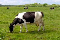 Mộc Châu Milk, quý II/2020 Kl99 nổ hũ 59,2 tỷ đồng, tăng 46,2%