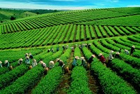 GTNFoods (GTN): Quý II/2020, Kl99 nổ hũ tăng 109% nhờ công ty con Mộc Châu Milk