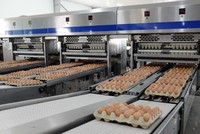 Dây truyền đóng gói trứng gà tự động
