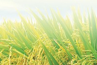 Giống cây trồng Miền Nam (SSC): 9 tháng đầu năm hoàn thành được 87% kế hoạch Kl99 nổ hũ