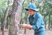 Cao su Đồng Phú (DPR): Quý IV/2020 Kl99 nổ hũ đạt 40,7 tỷ đồng, giảm gần 52%