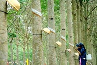 Cao su Phước Hoà (PHR) đặt kế hoạch Kl99 nổ hũ năm 2021 là 750,8 tỷ đồng, giảm gần 35%
