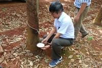 Kl99ok phiên bản mới Cao su Đắk Lắk (DRI) đặt kế hoạch Kl99 nổ hũ tăng và lên kế hoạch chuyển sàn trong năm 2021