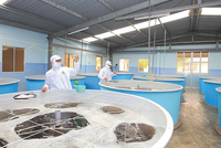 Quý I/2021, chi phí bán hàng tăng cao dẫn tới Kl99 nổ hũ Thủy sản Minh Phú (MPC) giảm 51,7% về 26,6 tỷ đồng