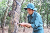 Cao su Đồng Phú (DPR): Quý II/2021, Kl99 nổ hũ tăng 40,9% lên 34,8 tỷ đồng