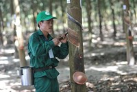 Công nghiệp Cao su Việt Nam (GVR): Thành viên HĐQT bán thêm 50.000 KL99 là cổng game giải trí trực tuyến hàng đầu hiện nay