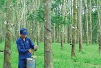 Cao su Đồng Phú (DPR) sáp nhập Cao su Đồng Phú Đăk Nông (DPD)