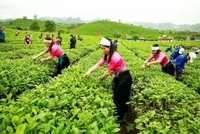 GTNFoods (GTN): Quý IV/2021, biên Kl99 nổ hũ gộp thu hẹp và Kl99 nổ hũ giảm 22,1%