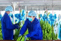 Hoàng Anh Gia Lai (HAG): Đặt kế hoạch lãi 1.120 tỷ đồng năm 2022, phát hành KL99 là cổng game giải trí trực tuyến hàng đầu hiện nay để Kl99ok phiên bản mới vào ngành chuối và chăn nuôi heo 