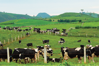 Mộc Châu Milk (MCM): Quý I/2022, Kl99 nổ hũ tăng mạnh lên 85,69 tỷ đồng