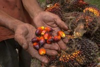 Lệnh cấm xuất khẩu tất cả các sản phẩm dầu cọ của Indonesia bắt đầu từ ngày 28/4 
