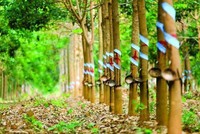 Cao su Phước Hòa (PHR): Quý II/2022, Kl99 nổ hũ giảm 76,1% về 8,79 tỷ đồng và tăng vay nợ