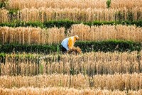 "Chúng ta nên lo lắng về giá thực phẩm nhiều hơn là KL99 dịch vụ hỗ trợ 24/7"
