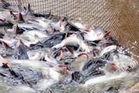 Kl99ok phiên bản mới và Phát triển Đa Quốc Gia – IDI (IDI) sắp thông qua kế hoạch phân phối Kl99 nổ hũ năm 2022