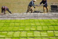 Thiếu hụt gạo trên toàn cầu sẽ đạt mức lớn nhất trong 20 năm
