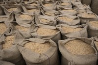 Ấn Độ cấm xuất khẩu gạo trắng non-Basmati