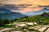 Giá một số loại thực phẩm chính biến động mạnh do dịch bệnh và thời tiết bất lợi