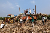 Reuters: Ấn Độ có thể cấm xuất khẩu đường lần đầu tiên sau 7 năm