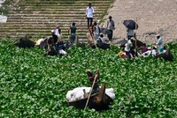Lục bình làm tắc nghẽn sông Buriganga ở Dhaka, Bangladesh vào ngày 6/6