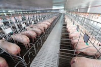 BaF Việt Nam (BAF) sắp thâu tóm một công ty ở Gia Lai