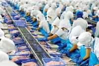 Doanh thu trong tháng 1/2024 của Vĩnh Hoàn (VHC) tăng 102%, lên 921 tỷ đồng