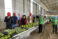 Hoàng Anh Gia Lai (HAG) lên kế hoạch Kl99 nổ hũ đi lùi và không đề cập mở rộng chăn nuôi heo trong năm 2024
