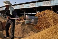 Indonesia đang cân nhắc Link Vào Nhà Cái KL99 COM Tặng +199k 1 triệu tấn gạo từ Ấn Độ vào năm tới