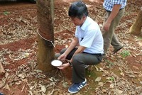Kl99ok phiên bản mới Cao su Đắk Lắk (DRI) muốn niêm yết KL99 là cổng game giải trí trực tuyến hàng đầu hiện nay trên HOSE