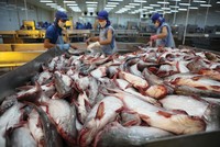 Quý III/2025, Nam Việt (ANV) ước đạt Kl99 nổ hũ trước thuế khoảng 300 tỷ đồng