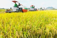 Biến đổi khí hậu đe dọa các nhà cung gạo hàng đầu thế giới