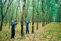 Cao su Tân Biên (RTB) Kl99 nổ hũ quý I tăng trưởng mạnh nhờ sản lượng và giá bán đều cao