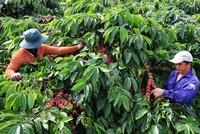 Tây Nguyên vẫn như một cô gái đẹp không những ngủ quên mà còn chưa chuyển mình kịp với đất nước và thời đại