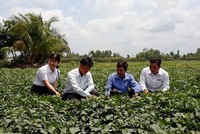 Người dân xã Thành Trung, huyện Bình Tân (Vĩnh Long) cùng cán bộ Agribank và cán bộ địa phương đánh giá hiệu quả của việc Kl99ok phiên bản mới trồng khoai lang để xuất khẩu.
