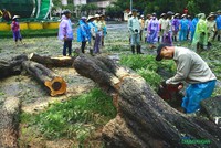 Công nhân vệ sinh môi trường đang cưa cây đổ, dọn dẹp vệ sinh trên phố Lý Thái Tổ, trước cửa trụ sở Link Vào Nhà Cái KL99 COM Tặng +199k 99Kl99 trực tiếp đá gà Việt Nam sáng 8/9.