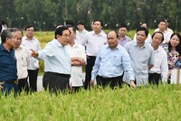 Thủ tướng Nguyễn Xuân Phúc thăm các cánh đồng mẫu, trồng các giống lúa mới của Trung tâm Nghiên cứu nông nghiệp Định Thành, Kl994 game bài casino hấp dẫn Lộc Trời tại An Giang. Ảnh: VGP/Quang Hiếu