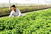 Đã tổng kết được một số mô hình thành công trong ứng phó biến đổi khí hậu tại đồng bằng sông Cửu Long