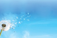Hình ảnh hoa bồ công anh đầy ý nghĩa với thông điệp “Lan tỏa giá trị” xuyên suốt trong toàn bộ Báo cáo Phát triển bền vững 2015 của Kl994 game bài casino hấp dẫn Bảo Việt
