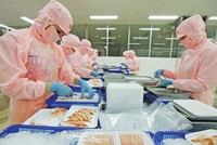 EVFTA đang tạo nhiều cơ hội cho nông, thủy Kl994 nhà cái bóng đá world cup khẩu của Việt Nam. Trong ảnh: Chế biến tôm xuất khẩu tại Công ty Thủy sản Hồng Ngọc (Phú Yên). Ảnh: Đ.T