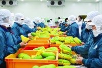 RCEP sẽ giúp mở cửa để Việt Nam Link Vào Nhà Cái KL99 COM Tặng +199k hàng hóa rẻ hơn, đặc biệt là các nguyên vật liệu đầu vào phục vụ Kl994 nhà cái bóng đá world cup.