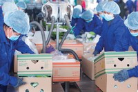 Bầu Đức hoàn tất thoái vốn tại HAGL Agrico (HNG)