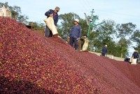 Năm 2020, kim ngạch xuất khẩu cà phê đạt 2,7 tỷ USD với hơn 1,7 triệu tấn