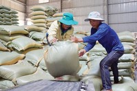 Xuất khẩu gạo có nhiều cơ hội tăng cả về sản lượng lẫn giá bán trong năm 2021. Ảnh: Đức Thanh