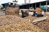 Tháng 1/2020, xuất khẩu sắn đạt 400.000 tấn, thu về 144 triệu USD