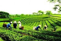 Phê duyệt Chiến lược phát triển Kl992 cổng game cá cược tập thể, hợp tác xã giai đoạn 2021 - 2030