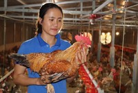 Nữ đoàn viên trẻ và hành trình trở thành “vua gà bản Đầm Hà”