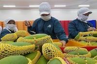 Việt Nam xuất khẩu xoài mới chỉ đạt con số hơn 180 triệu USD, chiếm 1,51% tổng kim ngạch xuất khẩu xoài của thế giới.