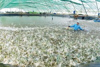 Thu hoạch tôm tại khu nuôi tôm siêu thâm canh công nghệ cao ở Bạc Liêu