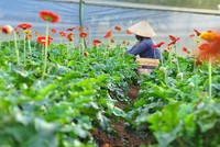Vườn hoa đồng tiền của người dân ở xã Tà Nung, TP.Đà Lạt (Nguồn: Báo Nông nghiệp).
