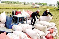 Giá gạo xuất khẩu của Việt Nam tiếp tục giữ ở mức cao, đạt trung bình 544,4 triệu USD/tấn, tăng gần 12% so với cùng kỳ năm 2020.